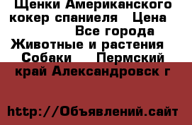 Щенки Американского кокер спаниеля › Цена ­ 15 000 - Все города Животные и растения » Собаки   . Пермский край,Александровск г.